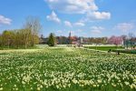 Narcissus ziedu festivāls Druskininkai 18-26 aprīlis 2025 - 3