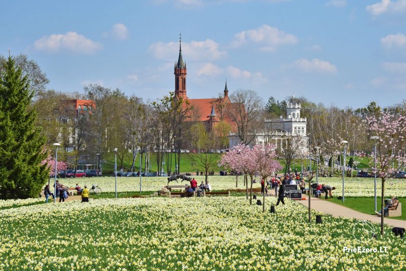 Narcissus ziedu festivāls Druskininkai 12-21 aprīlis 2024