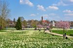 Narcissus ziedu festivāls Druskininkai 18-26 aprīlis 2025 - 2