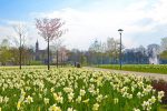 Narcissus ziedu festivāls Druskininkai 18-26 aprīlis 2025 - 4