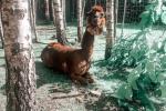 DINO parks kompleksā Radailių dvaras 7 km no Klaipēdas - 3